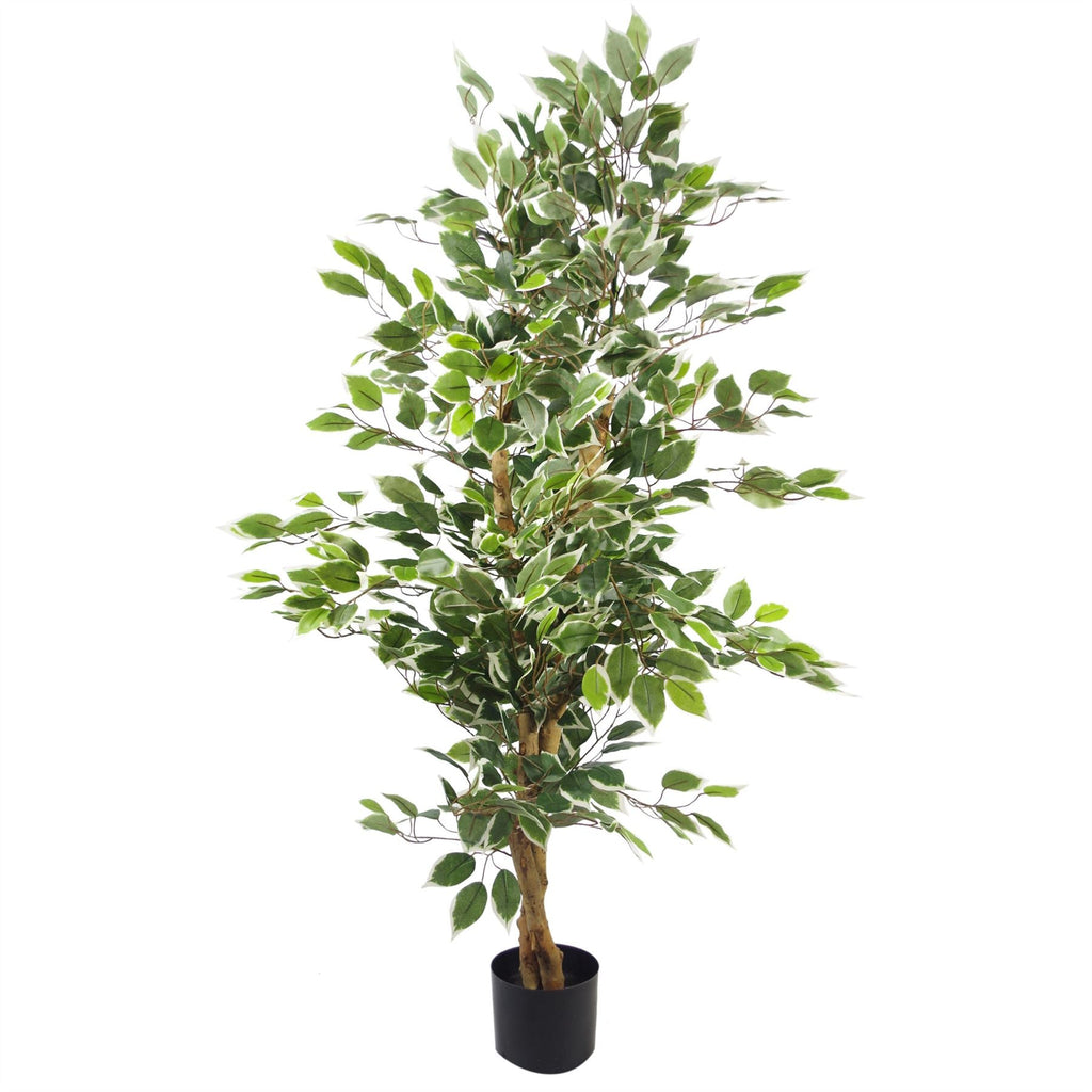 Artificial Variegated Ficus — 130cm