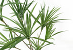 Artificial Dragon Tree — 125cm — detail 1