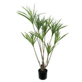 Artificial Dragon Tree — 125cm