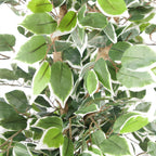 Artificial Variegated Ficus — 130cm — detail 1