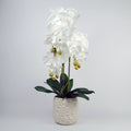 Artificial White Bubble-Pot Orchid — 60cm