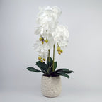 Artificial White Bubble-Pot Orchid — 60cm