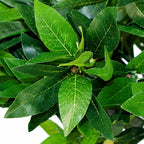 Artificial Plain Bay Laurel — 90cm — detail 2