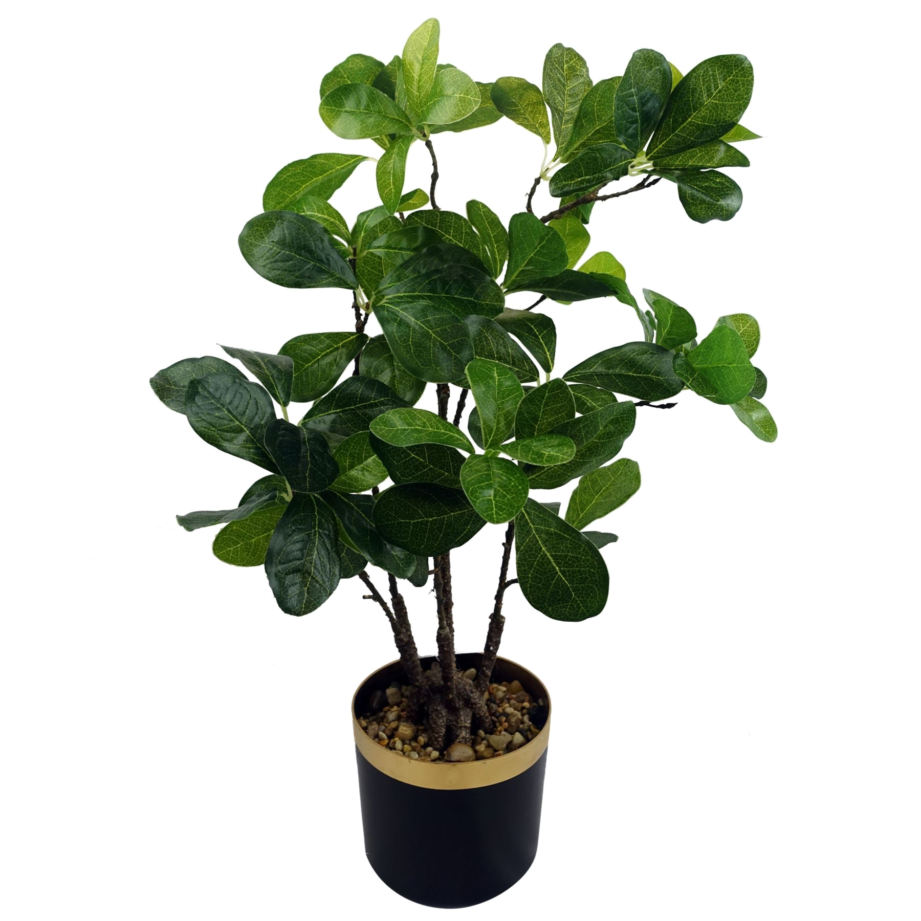 The Tropical Bonsai