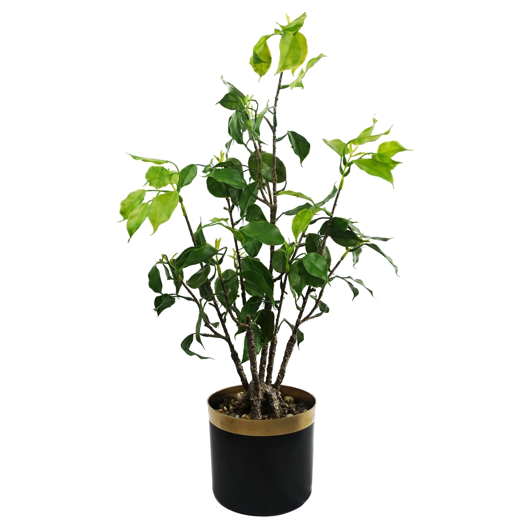The Banyan Bonsai