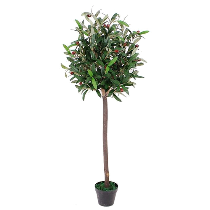 The Olive Topiary