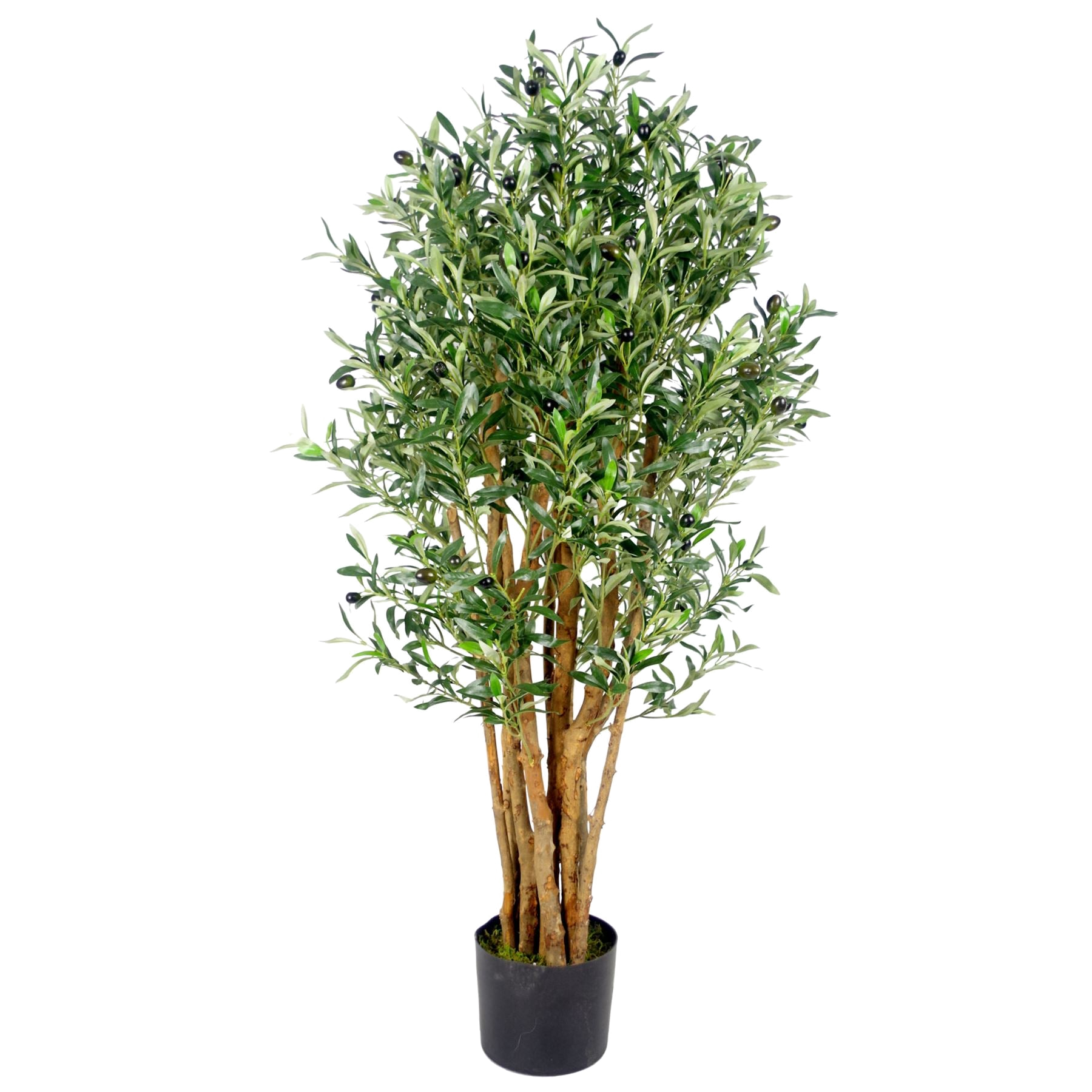 The Tuscan Olive
