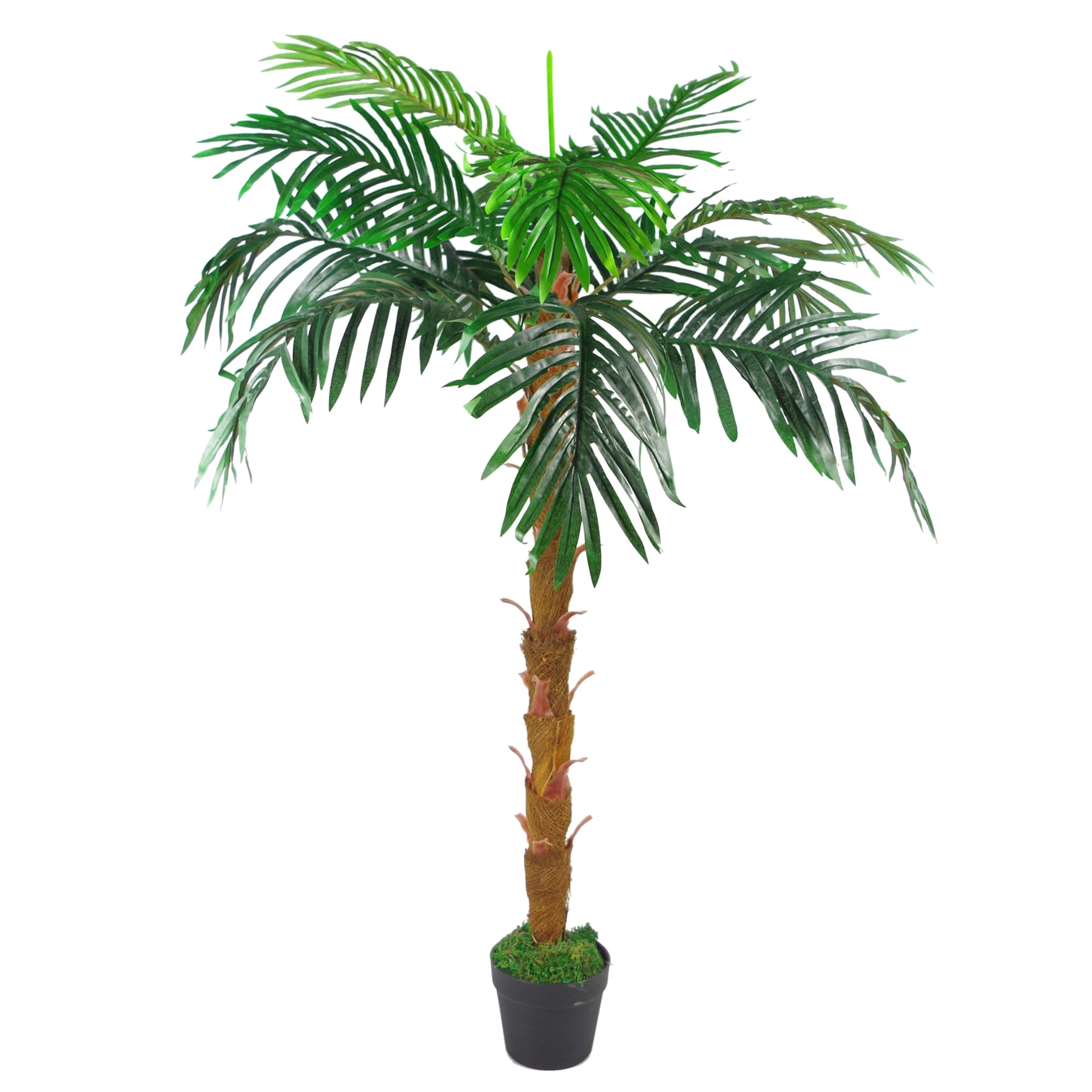 The Princess Palm