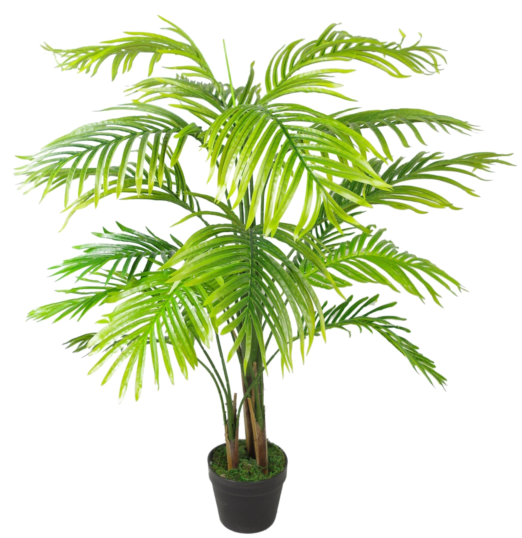 The Areca Palm