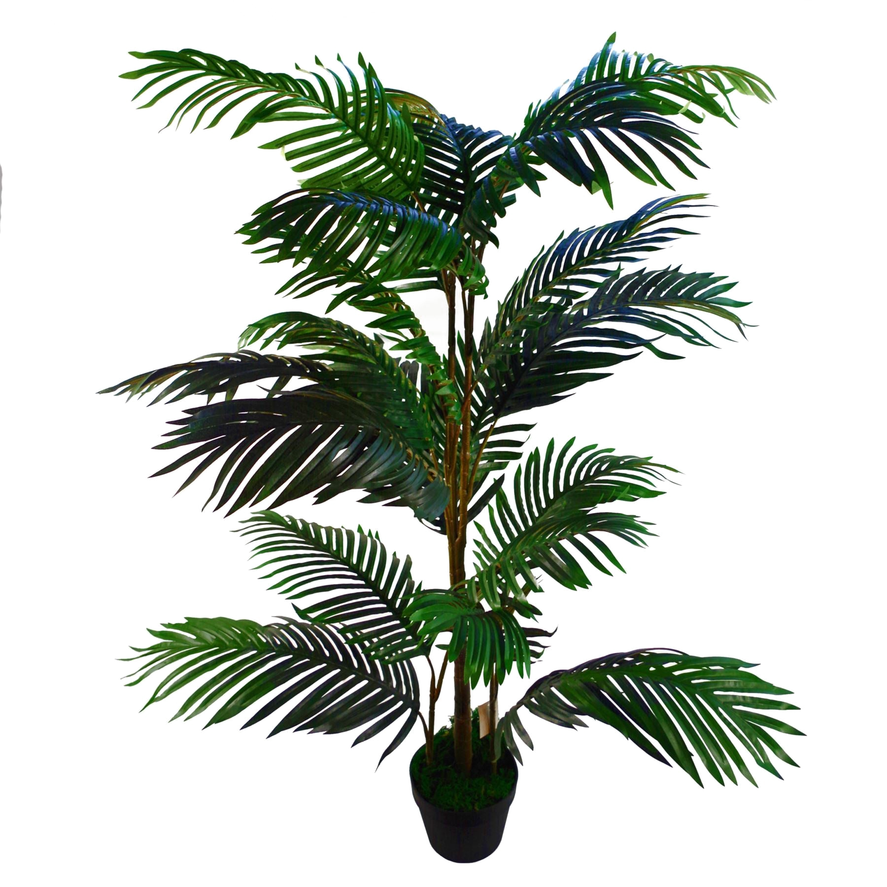 The Terrace Palm