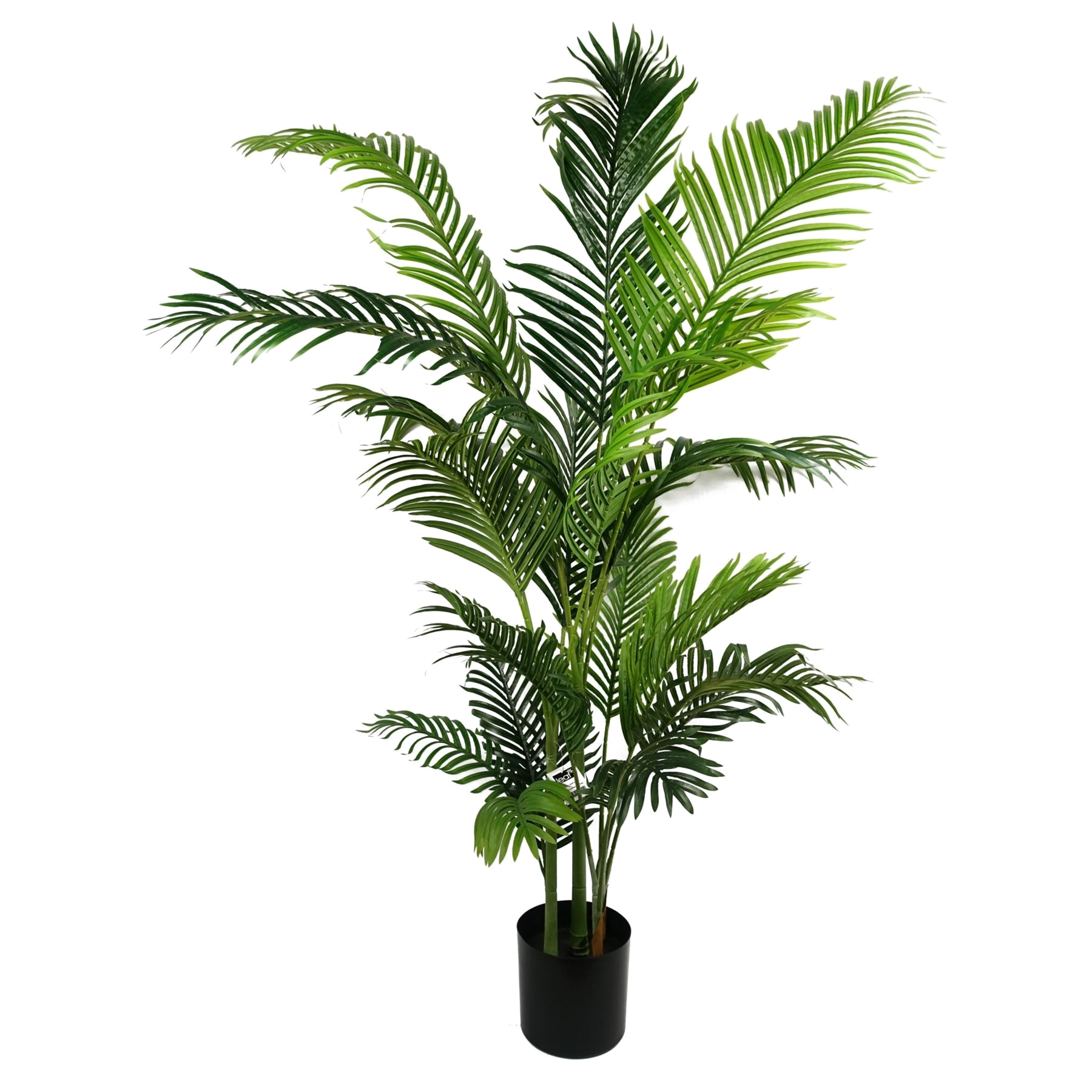 The Mallorca Palm