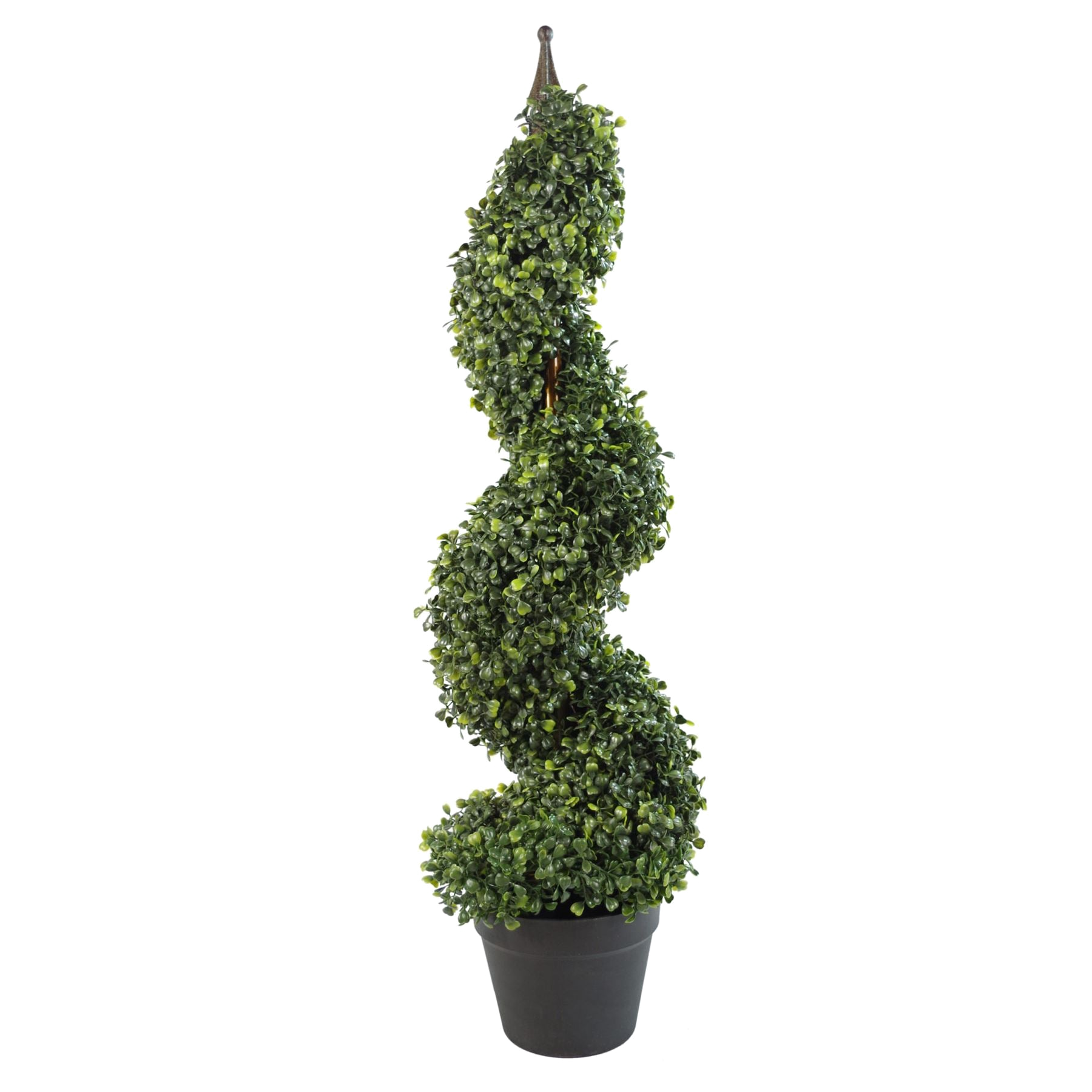 The Compact Boxwood Spiral