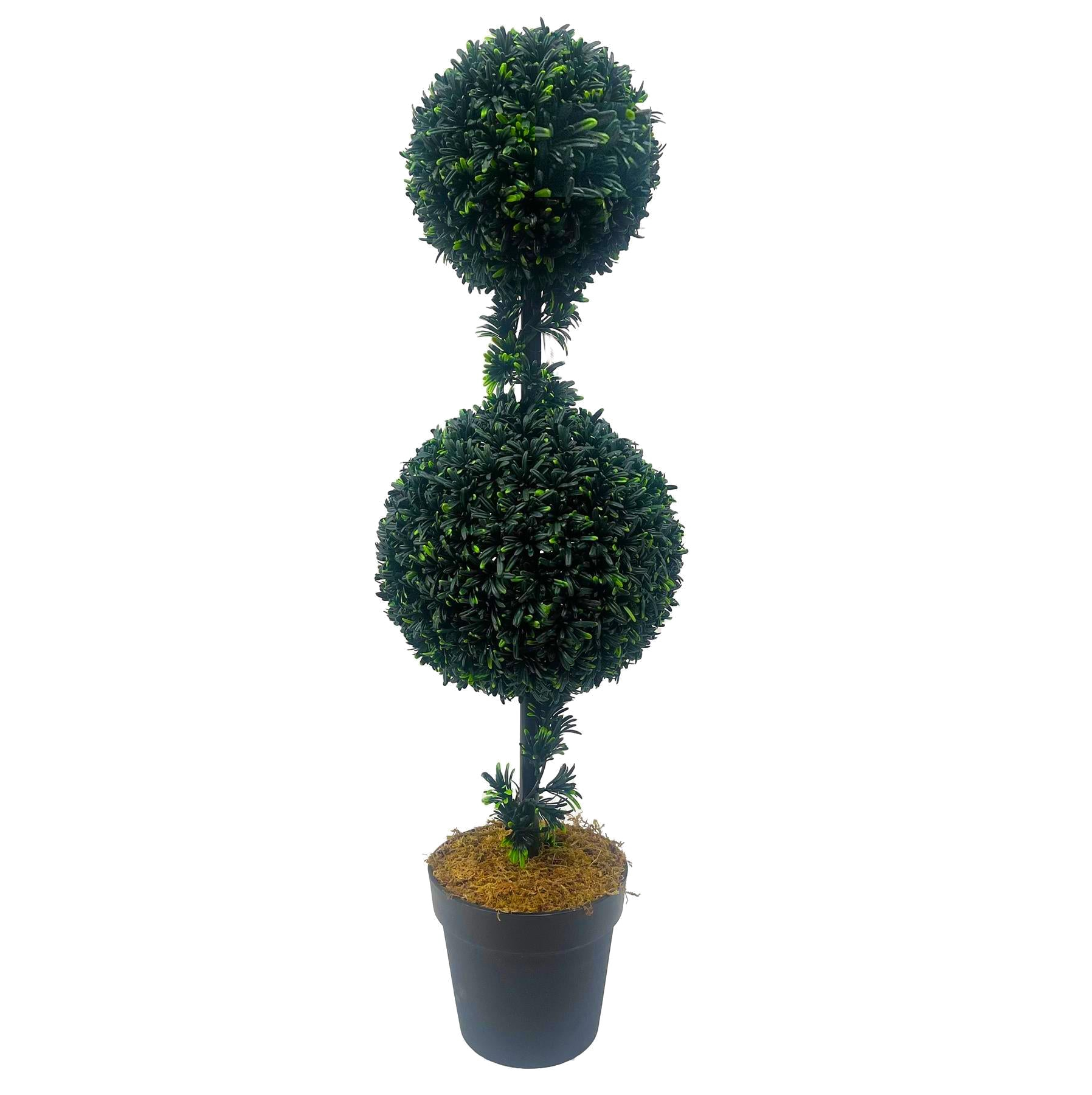 The Double-Ball Podocarpus