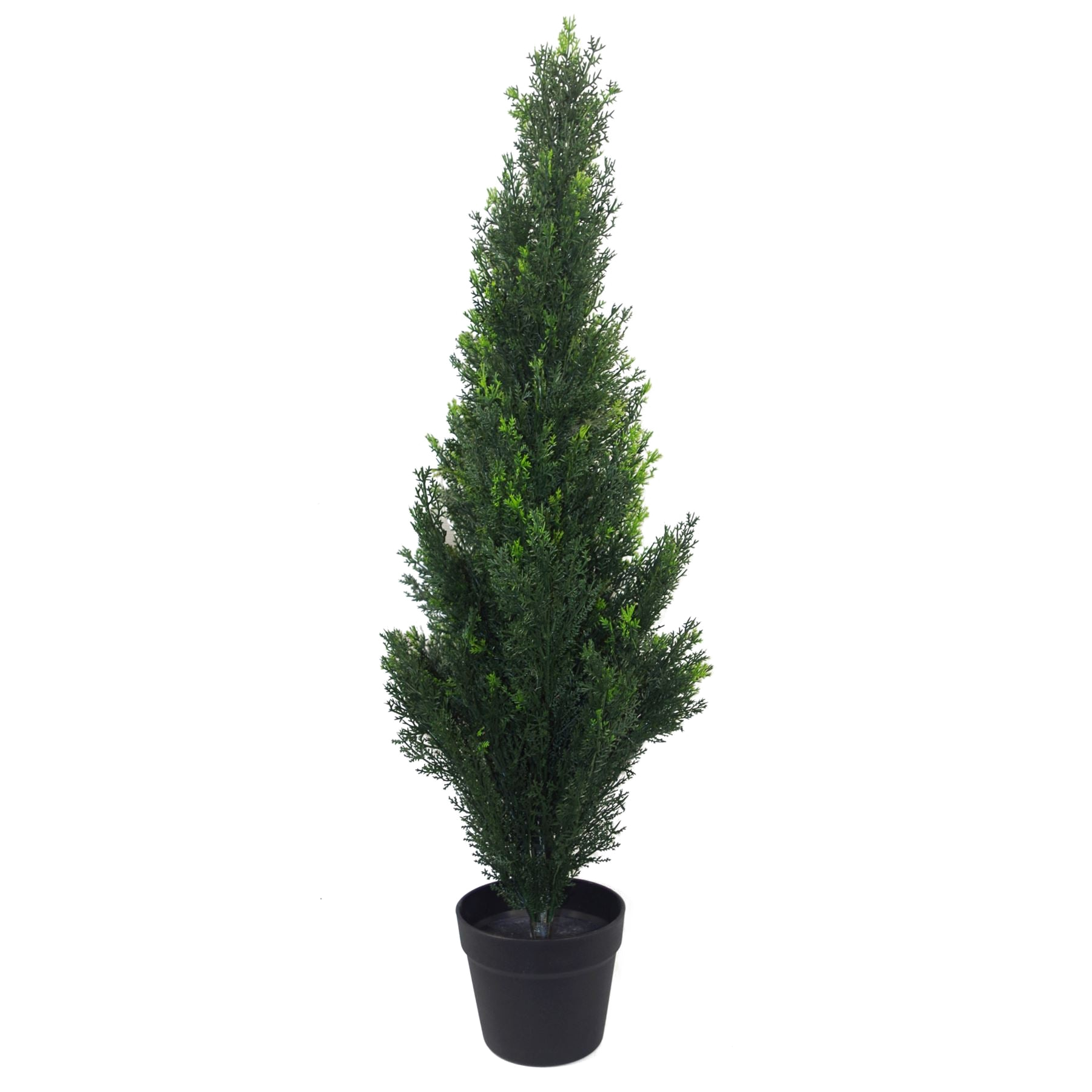 The Cedar Cypress