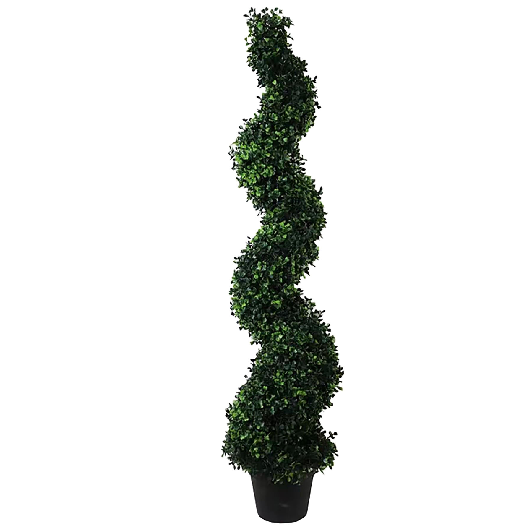 The Tall Boxwood Spiral