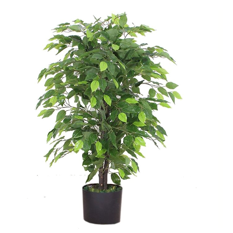 The Petite Ficus
