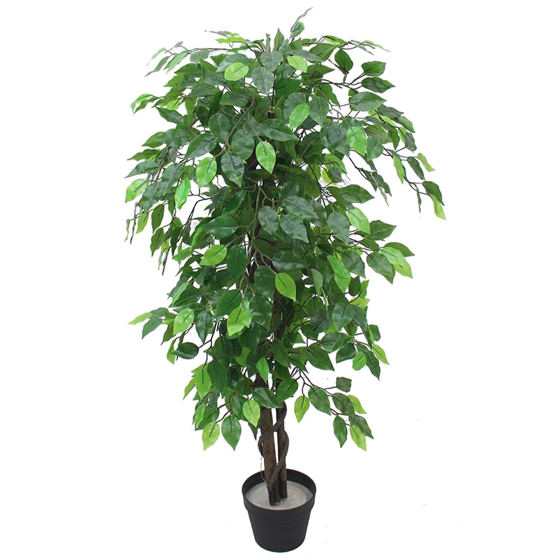 The Full Ficus