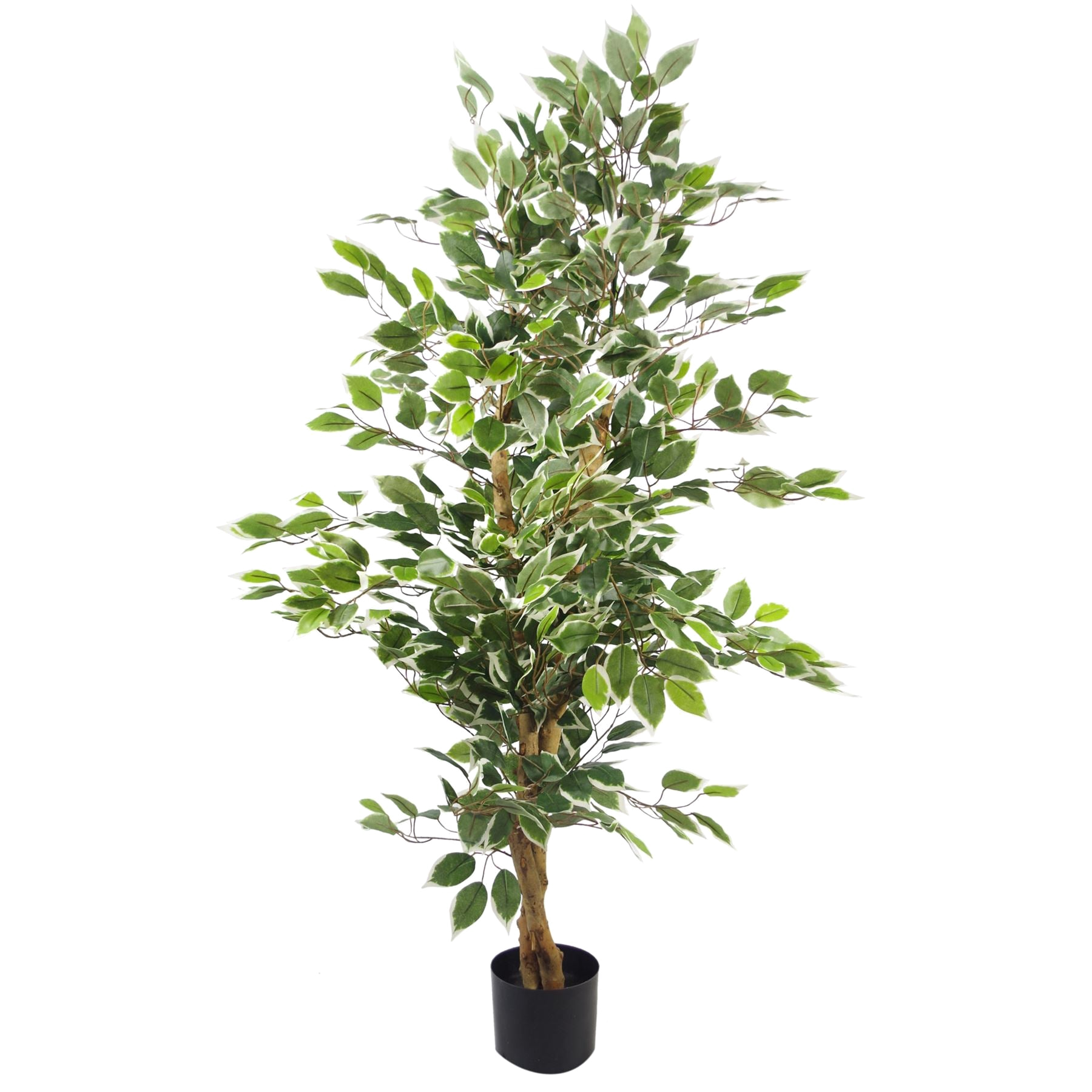 The Variegated Ficus