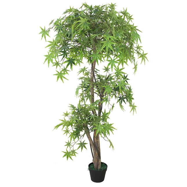 The Japanese Maple