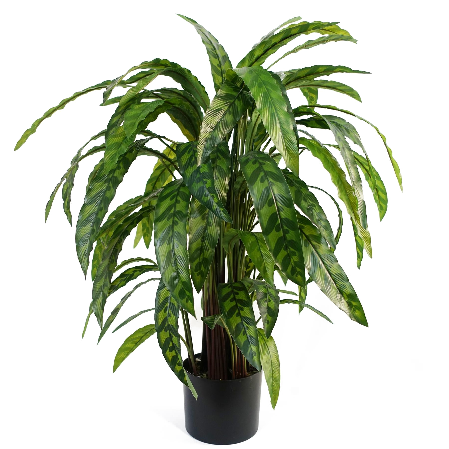 The Variegated Calathea