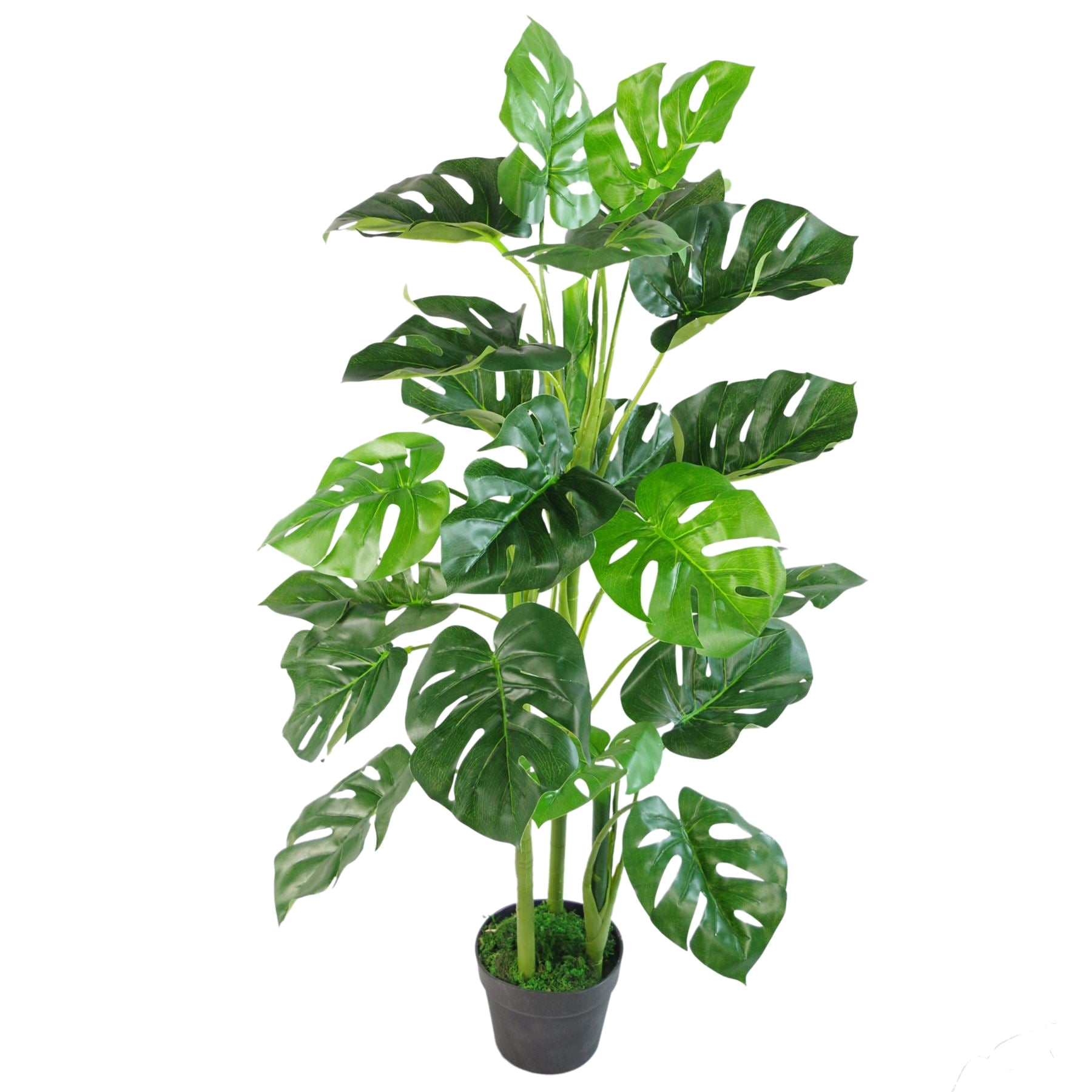 The Monstera