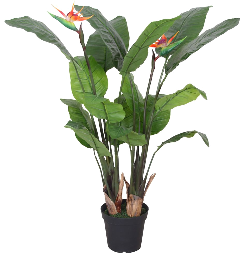 The Bird of Paradise